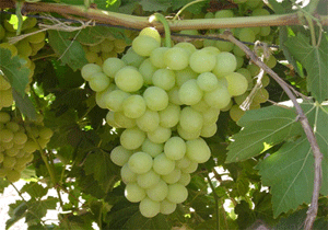 Vindruer fra El Borge