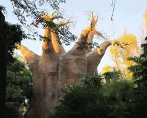 Baobab bioparc