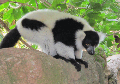 Lemur bioparc fuengirola