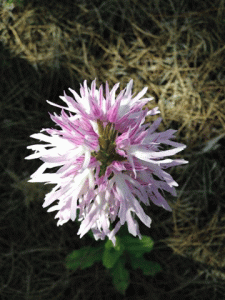Vild blomst Benalmadena
