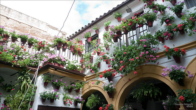 Festival de los patios cordobeses