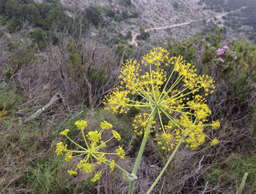 Blumen Mijas