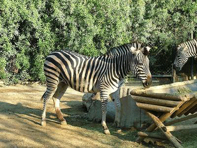 Jerez zoo zebra