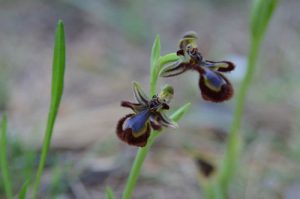 OveLu_Ophrys-Speculum