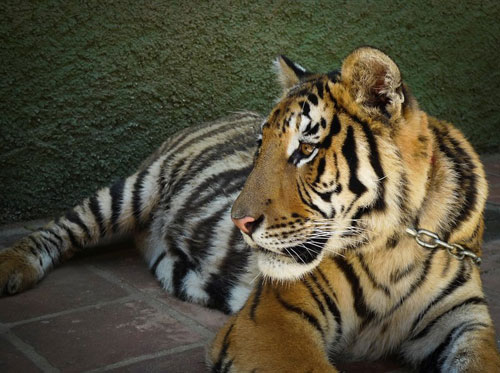 Zoo de Castellar