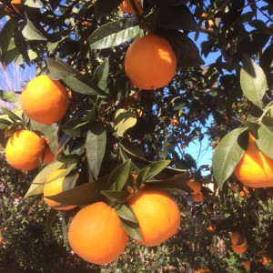 Appelsiner Sevilla fra Sanlúcar Mayor