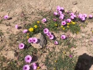 Flowers desert spring almeria