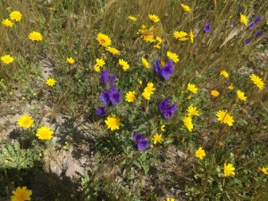 Flowers spring Andalusia