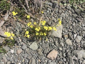 Flowers-spring