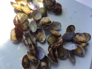 Mussels