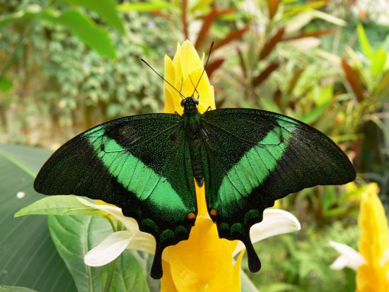 Butterfly Park Malaga