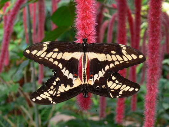 Butterfly Park in Malaga