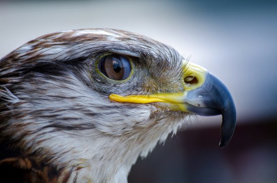 Falcon