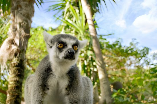 Bioparc Fuengirola