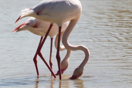 Flamengos in Donana Spain