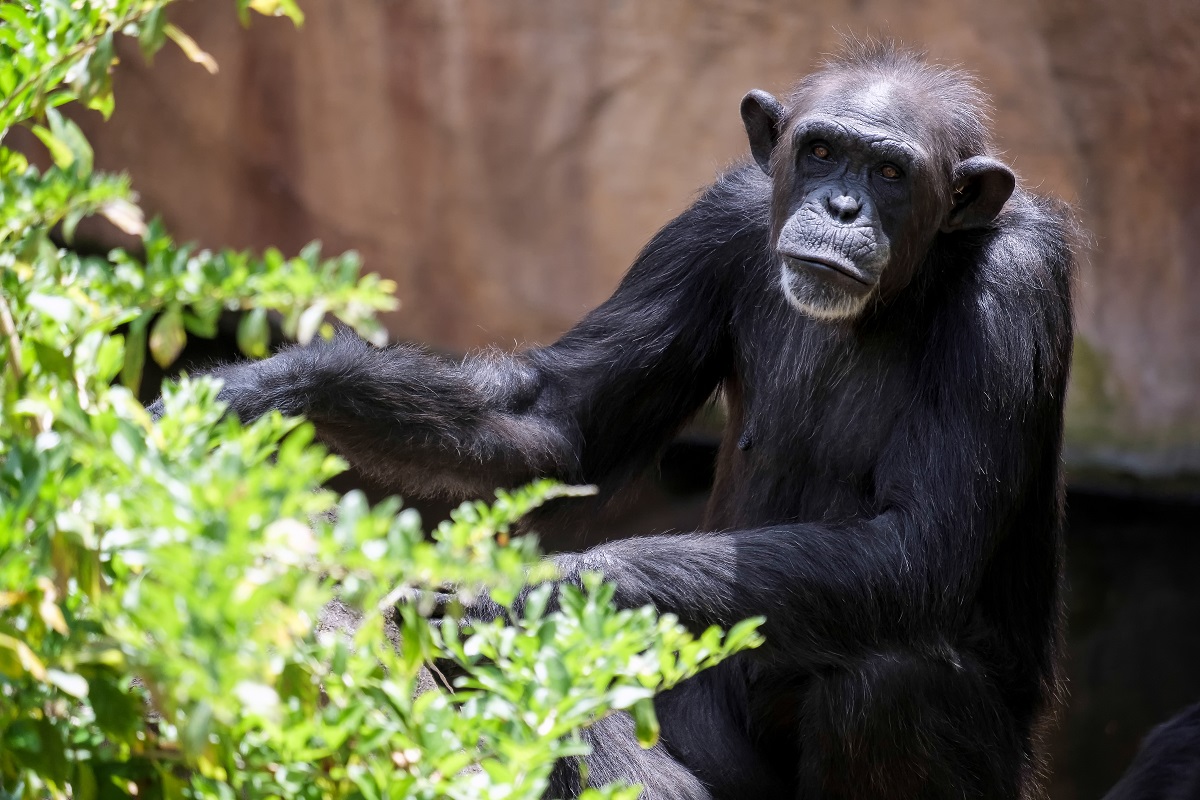 Chimpanzee at Bioparc