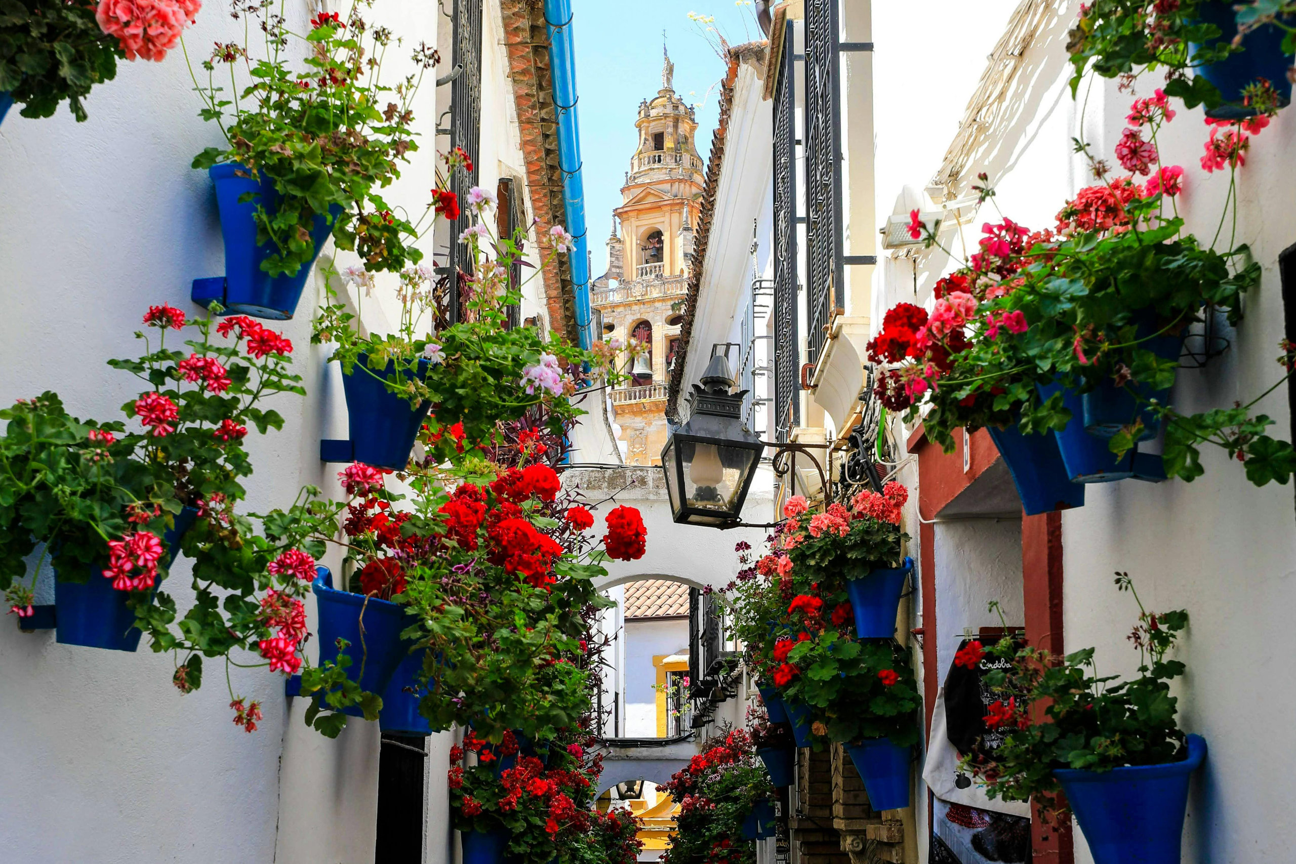 Callejón en Córdoba decorado con macetas de colgantes sobre paredes blancas.