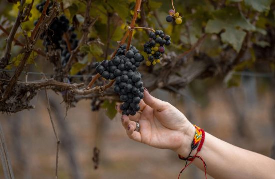 Uva moscatel de El Borge