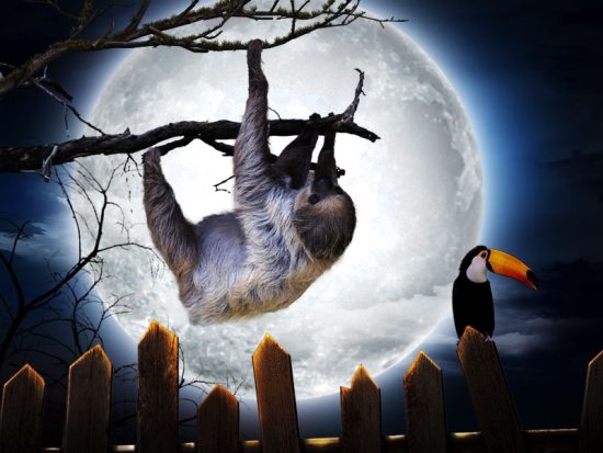 Pérezoso y tucán frente a la luna llena durante Halloween en Selwo Marina. Imagen de Selwo Marina.